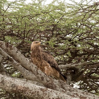 Tawny Eagle, Serengeti SP, Tanzania-7005-105.jpg