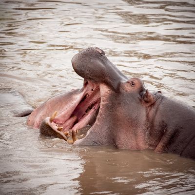 The larger mouth wins! Serengeti SP, Tanzania-2637-45.jpg