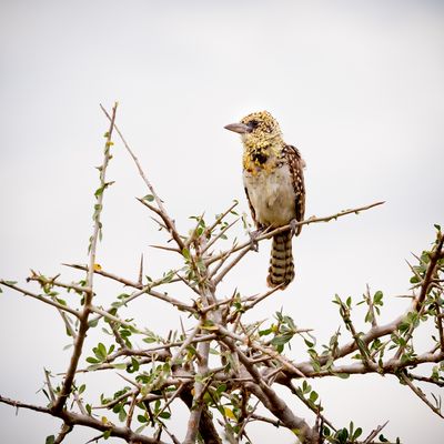 Usambiro Barbet, Serengeti SP, Tanzania-6020-95.jpg