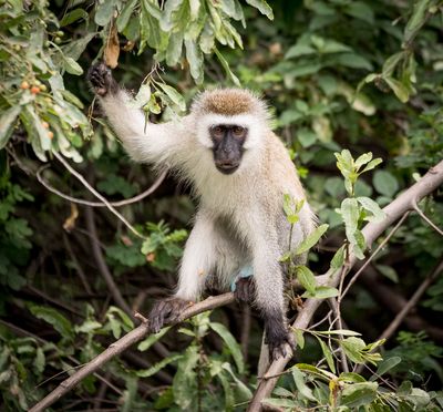 Vervet Monkey, Lake Manyara SP, Tanzania-0928-17.jpg
