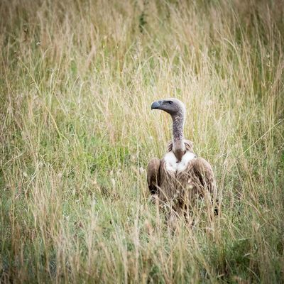 White-backed vulture, Serengeti SP, Tanzania-2842-49.jpg