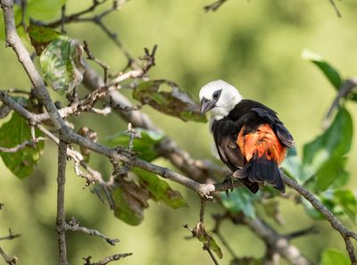 White-headed Buffalo-weaver, Tarangire SP, Tanzania-0248-3.jpg