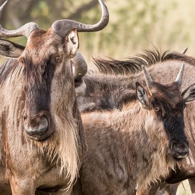 Wildebeest family, Serengeti SP, Tanzania-5113-90.jpg