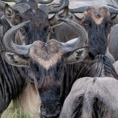 Wildebeest group portrait, Serengeti SP, Tanzania-3397-59.jpg