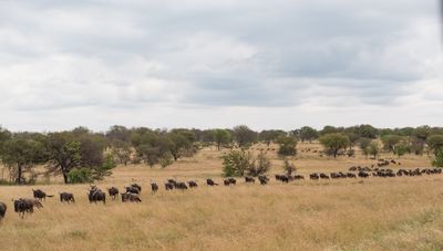 Wildebeest on the march, Serengeti SP, Tanzania-2915-52.jpg