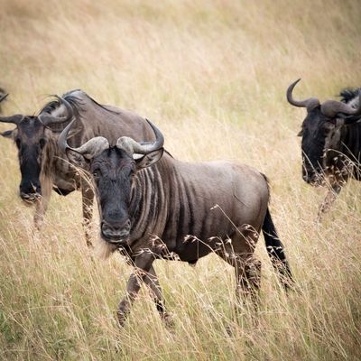Wildebeest on the march, Serengeti SP, Tanzania-2944-53.jpg