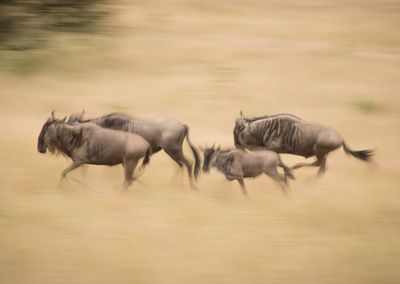 Wildebeest on the march, Serengeti SP, Tanzania-3171-54.jpg