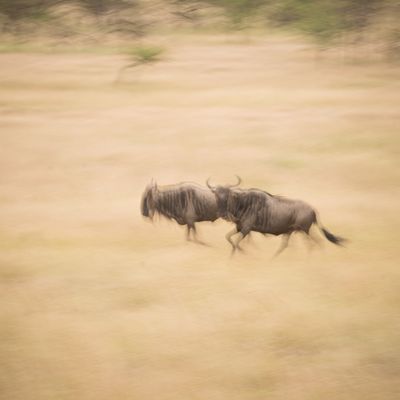 Wildebeest on the march, Serengeti SP, Tanzania-3210-55.jpg