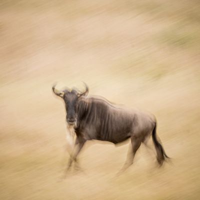 Wildebeest on the march, Serengeti SP, Tanzania-3261-56.jpg