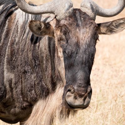 Wildebeest, Ngorongoro SP, Tanzania-7975-119.jpg