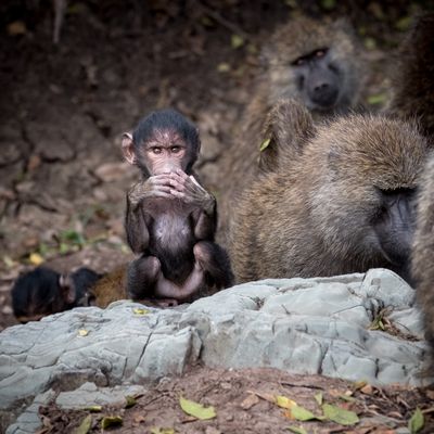 Young Baboon, Serengeti SP, Tanzania-4608-83.jpg