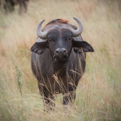 Young Cape Buffalo, Serengeti SP, Tanzania-3917-69.jpg