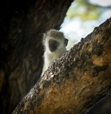 Young Vervet, Lake Manyara SP, Tanzania-1442-27.jpg