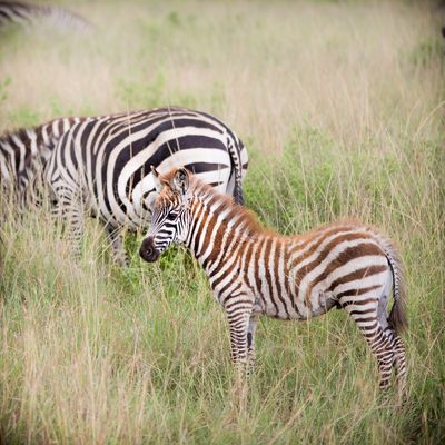 Young Zebra, Serengeti SP, Tanzania-3336-58.jpg