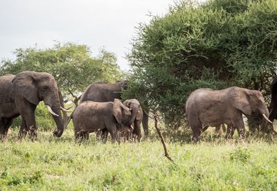 Youngsters at Play, Tarangire SP, Tanzania-0529-10.jpg