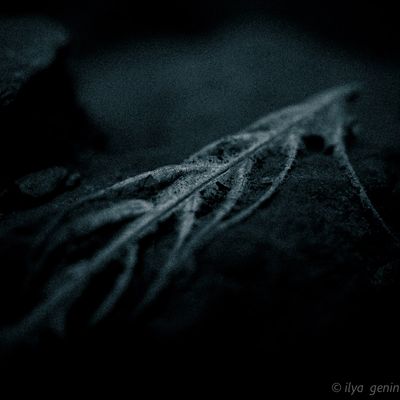 _DSC9278.jpg
