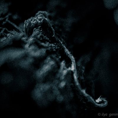_DSC9293.jpg