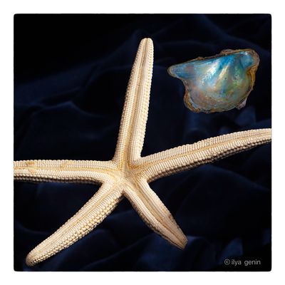 Shells and More-1.JPG