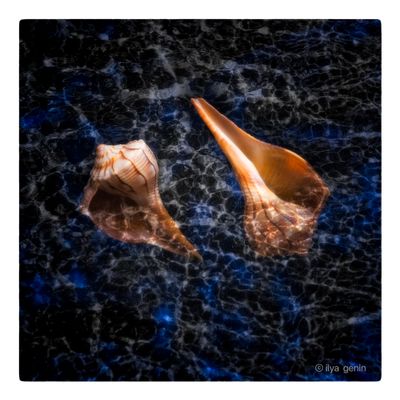 Shells and More-10.JPG