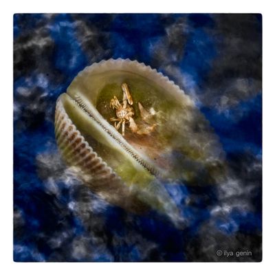 Shells and More-11.JPG