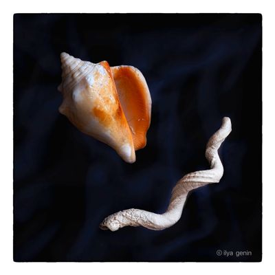 Shells and More-12.JPG