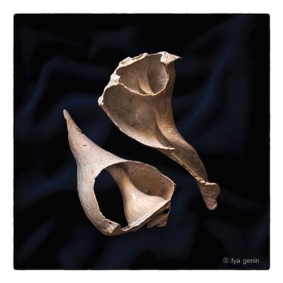 Shells and More-13.JPG