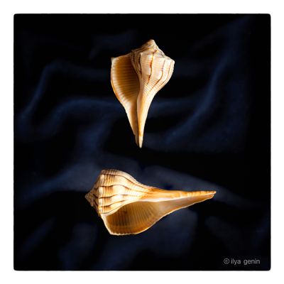 Shells and More-14.JPG