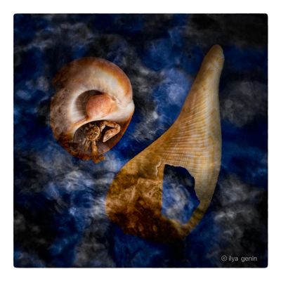 Shells and More-15.JPG