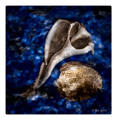Shells and More-16.JPG