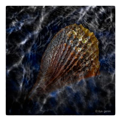 Shells and More-17.JPG