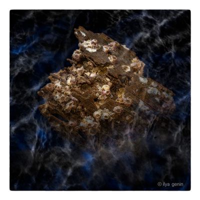 Shells and More-18.JPG