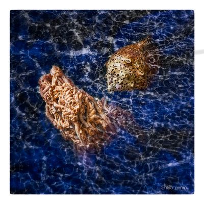 Shells and More-19.JPG