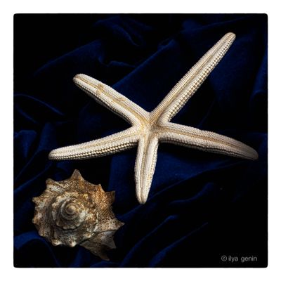 Shells and More-2.JPG