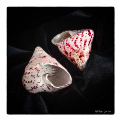 Shells and More-3.JPG