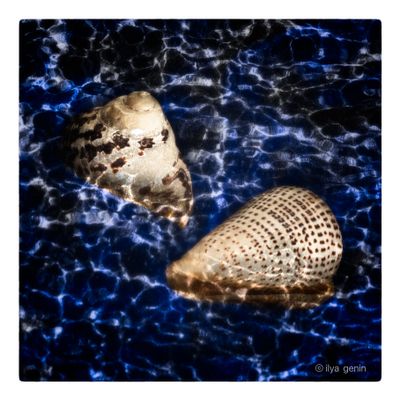 Shells and More-4.JPG
