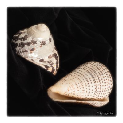 Shells and More-5.JPG