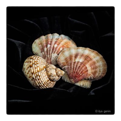 Shells and More-6.JPG