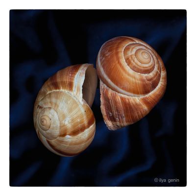 Shells and More-7.JPG