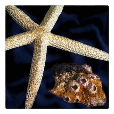 Shells and More-8.JPG