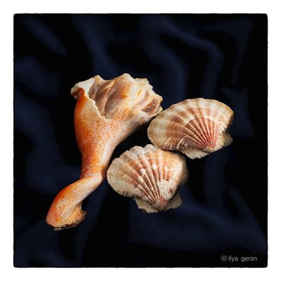 Shells and More