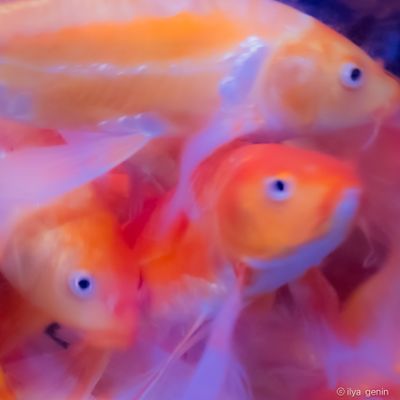 Butterfly Koi