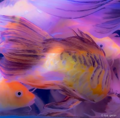 Buutterfly Koi-10.JPG