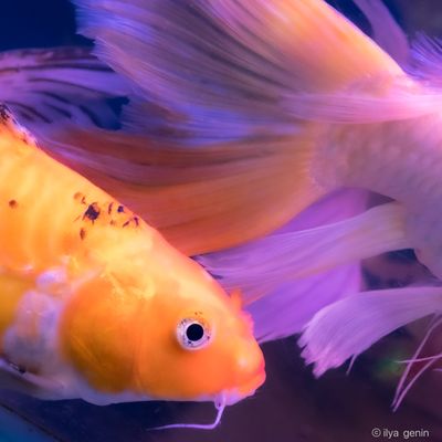 Buutterfly Koi-11.JPG