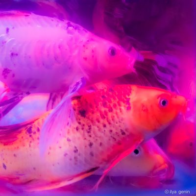 Buutterfly Koi-12.JPG