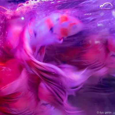 Buutterfly Koi-14.JPG