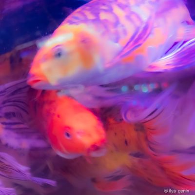 Buutterfly Koi-15.JPG