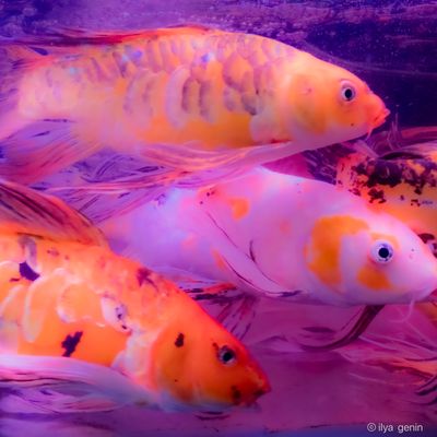 Buutterfly Koi-16.JPG