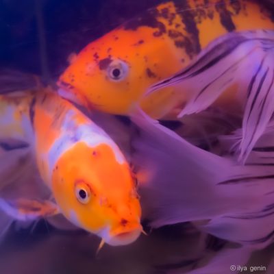 Buutterfly Koi-17.JPG