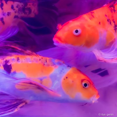 Buutterfly Koi-18.JPG