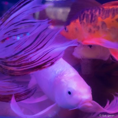Buutterfly Koi-19.JPG